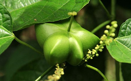 Farmer Do Thanh Khoa prosper thanks to Sachi Inchi plant - ảnh 2